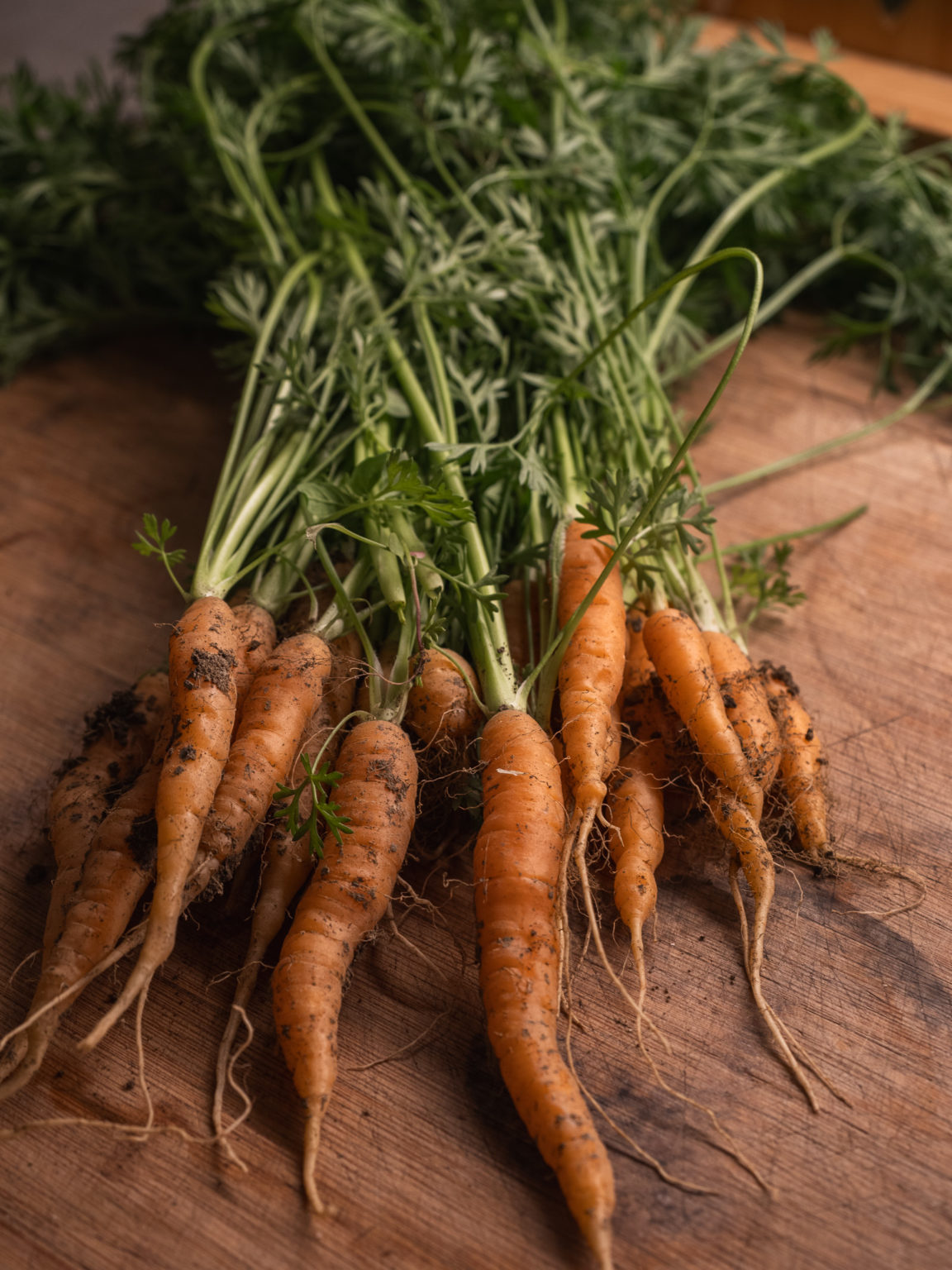 Les carottes sorties du champ.