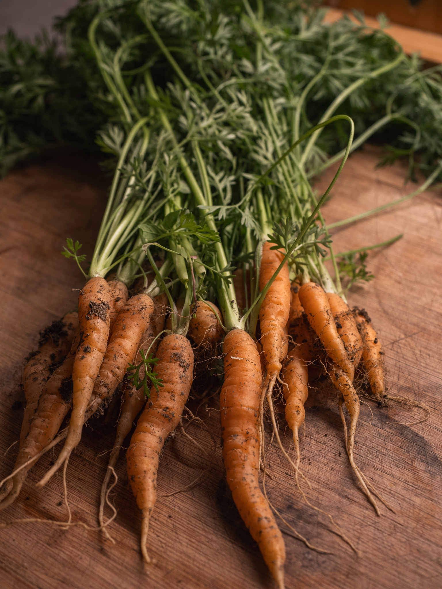 Les carottes sorties du champ.