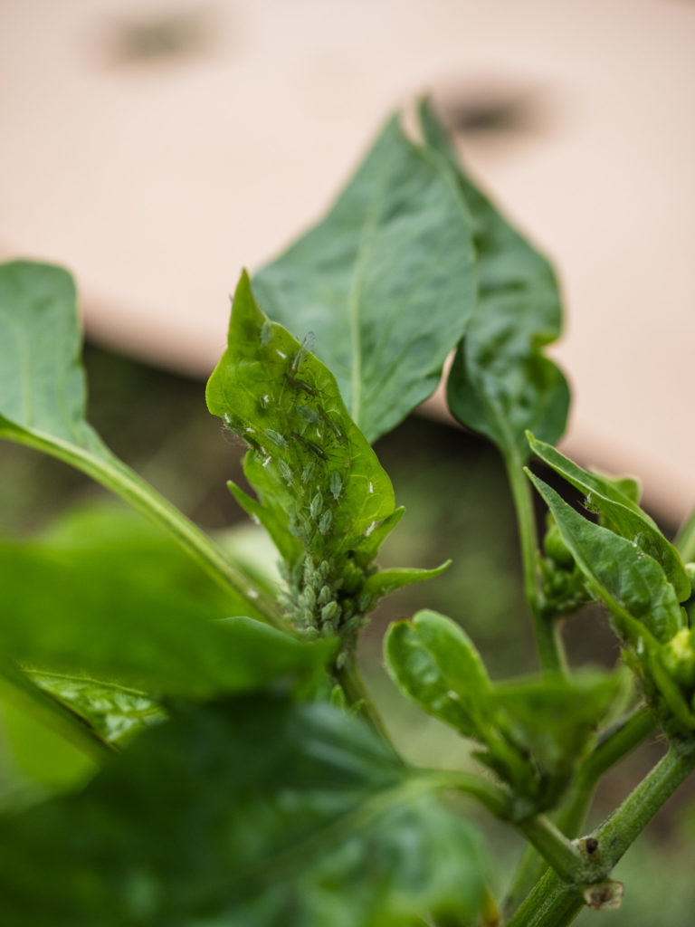 Pucerons sur plant de poivron