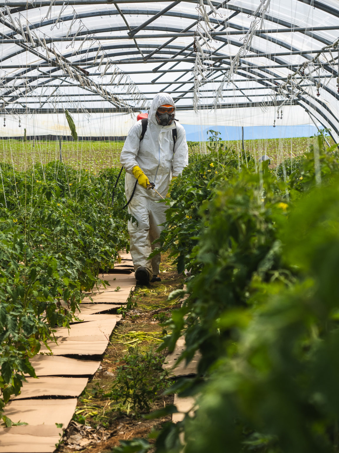 Une personne en train de traiter les tomates contre l'oïdium.