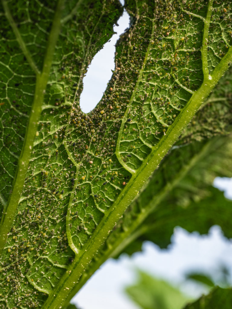 Pucerons sous feuille de courgette
