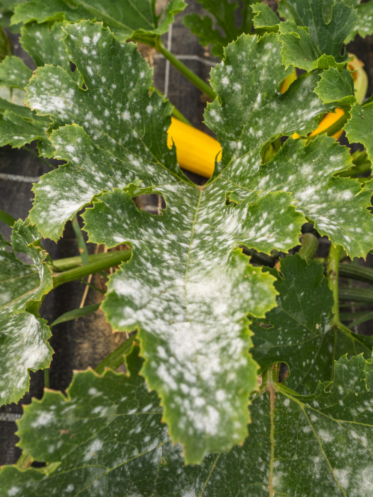 Oïdium sur feuille de courgette