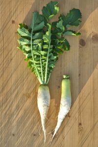 Radis daikon